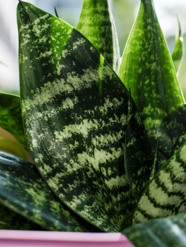 snake plant benefits